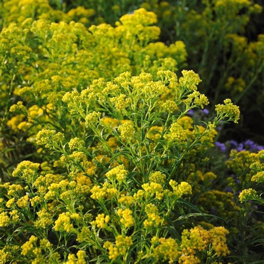 The Ultimate Goldenrod (Solidago) Growing Guide for Gardeners