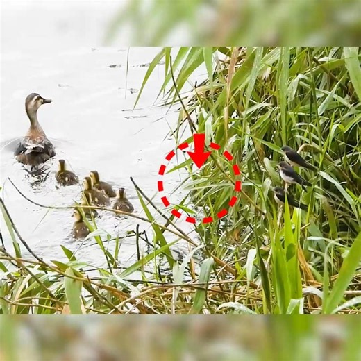 Two Bird Families, One Home 🦆🐦