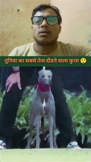 Dong fast running world | #shorts #dog #running #like #ytshorts