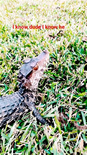 Dwarf Caiman Handling Tips outside. #reptiles #crocodile
