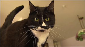 Popular kitty cam launches a cat convention