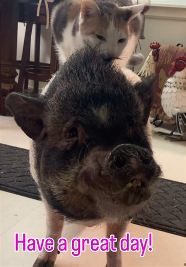 Just a cat and her uber pig 🐈 🐖 💕 #fyp #fypシ #fypシ #fypシ゚viral
