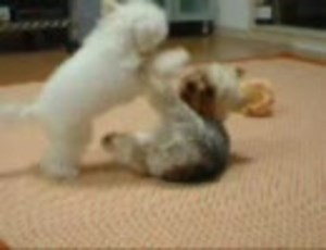 プロレスごっこ