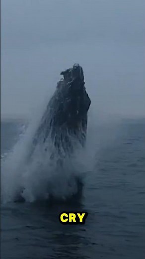 Why do Whales Jump Out Of The Water?