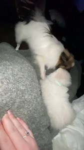 17 reactions | play fighting is the cutest 殺 | Keeperofstars Pomeranians | Facebook