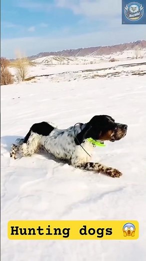 Hunting Dogs in Action – You Won’t Believe Their Power and Precision!
