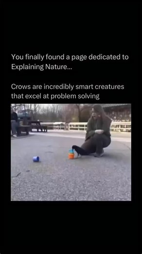 The nature unseen on Instagram: "Crows are highly intelligent birds known for their problem-solving skills, adaptability, and strong social behavior. They belong to the corvid family, which also includes ravens, magpies, and jays. Crows can recognize human faces, use tools to obtain food, and even communicate warnings or information to other crows. They live in a wide range of environments, from cities to forests, and often work together in groups called murders. Crows are also known for their l