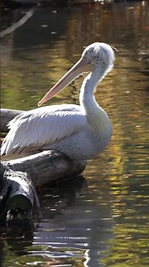 Peaceful White Pelican Resting by the Water 🦢✨