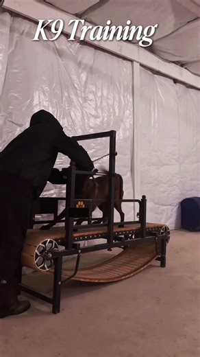 Essential K9 Training Tips for Malinois Owners