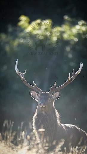 The sika are amazing deer to hunt during the rut. This stag was throwing caution to the wind while checking us out as we crouched down on the bush edge. #huntwithwildsidenz #stag #antlers #staghunting #bowhunting #sika #sikastag #sikahunting #wildlife #wildlifephoto #wildlifephotography | Gerald Fluerty
