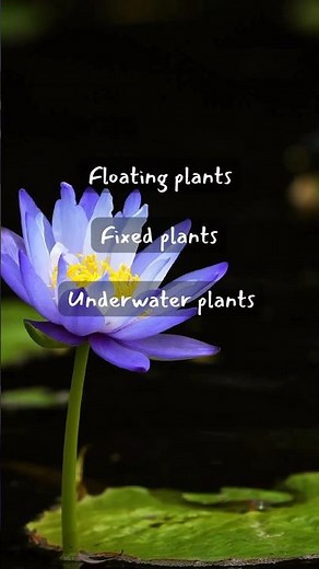 Types of aquatic plants #education #science #biology #plants #adaptation #study #students #teacher