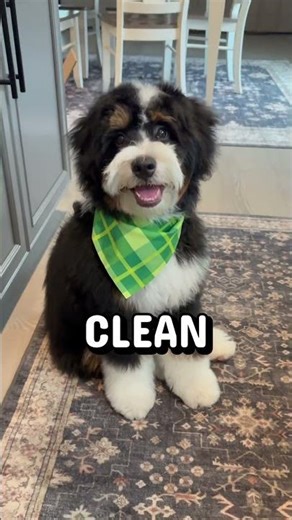 First Haircut 🐶 #bernedoodle #puppyvideos #handsome