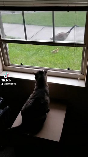 Sweetie loves to watch the geese! She is an inside cat and those geese would tear her up! #catsoftiktok #lockedup #insidecatonly