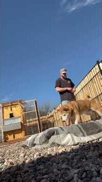 The #1 At-Home Exercise for Senior Dogs: Mattress Walking