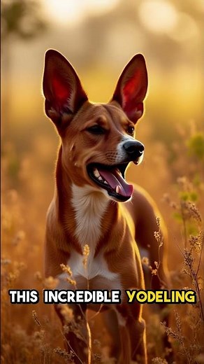 Why Basenjis Yodel Instead of Bark
