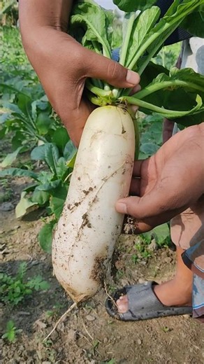 Radish harvesting #shorts