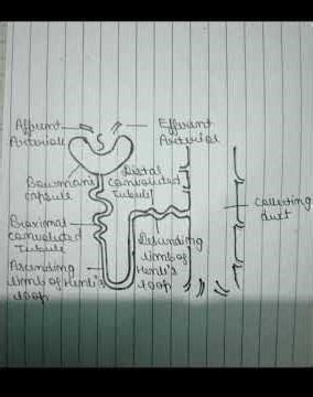#easy diagram of nephron #class10 #like #subscribemychannel for More information