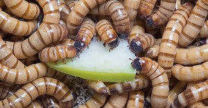 What Do Superworms Eat? 10 Foods to Consider