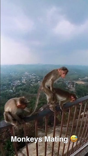 Monkeys making love