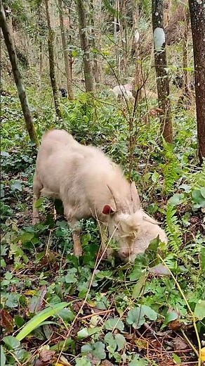 Baby Goats Playing – So Cute32
