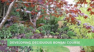 5.5K views · 317 reactions | Learn from world renowned Bonsai...