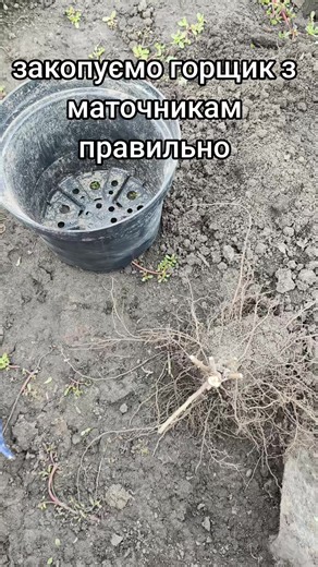 Як правильно закопати горщик з маточниками хризантеми мультифлора