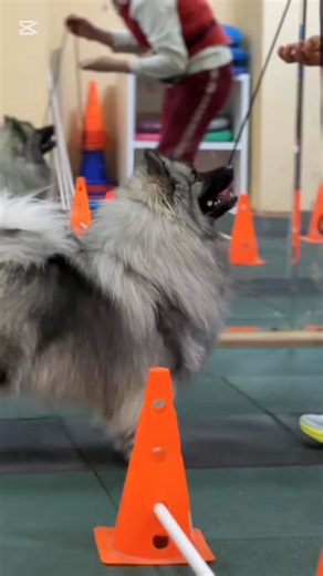 Kalachik Oksana | DEUTSCHER WOLFSPITZ Imperium Cordis BOHEMIA ♥️ BERTA ♥️, 16 m.o. Handler @iryna_papovich #imperiumcordis #wolfspitz | Instagram