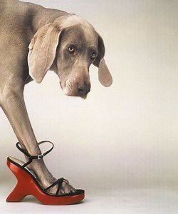 William Wegman (photographer) - Alchetron, the free social encyclopedia