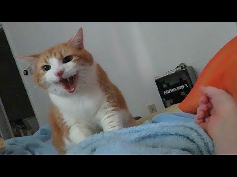 Kneading Morning Meows