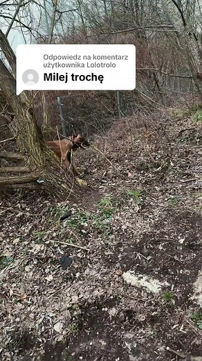 Odpowiadanie użytkownikowi @Lolotrolo Jak ktoś jest ta 1 wersja to wspolczoje XD #dogcommunity #belgianmalinois #dc #viral #malinois