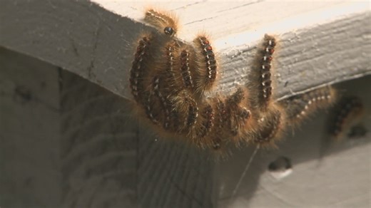 Tips to prevent browntail moth hair exposure this fall