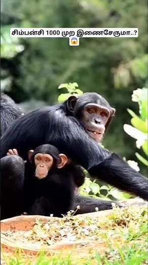 சிம்பன்சி 1000 முற இணைசேருமா..?😱 Mating Habits Of Chimpanzees #chimpanzee #facts #tamil #bioworld