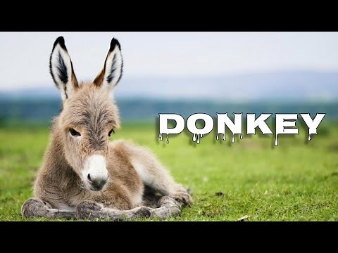 Donkey braying