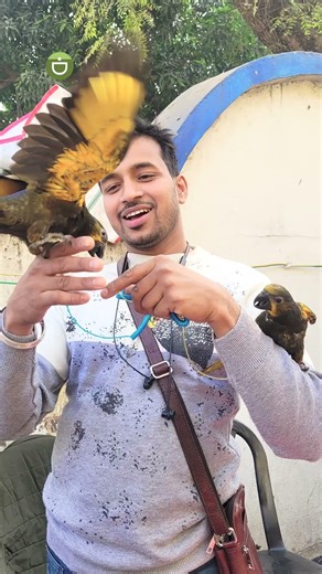 Hand Tamed Brown Lorie Birds❤️Serampore Pet Market#pets