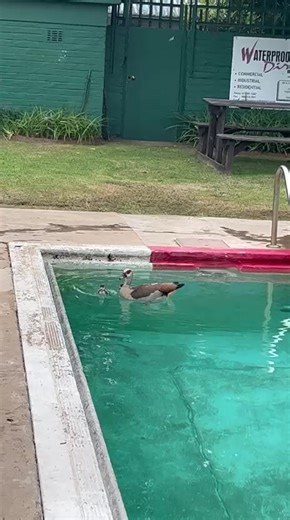 Colin Webster (@colin.webster85)’s videos with Five Little Ducks Went Swimming - MyVoxSongs