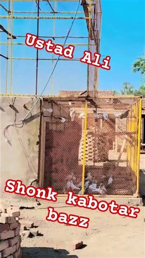 ustad Ali pigeons #pigeon #ustadali