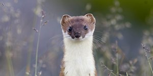 Animal de l’année 2018: l’hermine