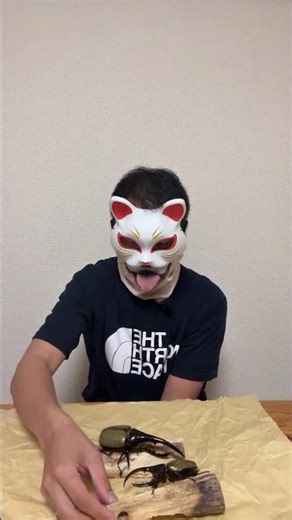 クワガタ好きが犬とキツネで仮面を被って鬼の近況報告会をしたったw #クワガタ #カブトムシ #昆虫