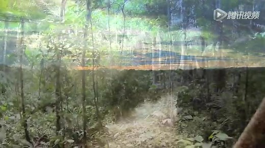 Amazon rainforest wildlife documentary