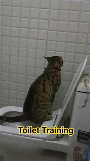 Training Your Cat to Use Toilet? Boru Shows How 😂🔥
