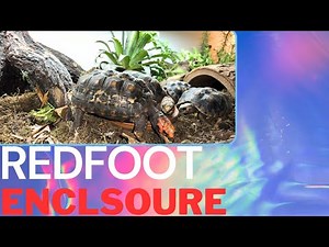 New INDOOR Redfoot Tortoise Enclosure