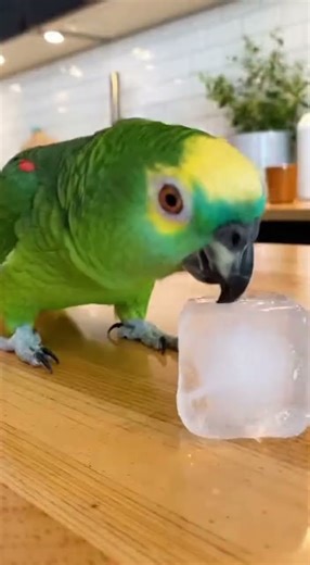 Animals Panicking Over Absolutely NOTHING 😂 #trending #foryou #comedyshorts #funnypets