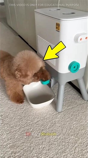 Smart Dog Snack Machine Refill 🤯 OMG 😳 #trending #popular #education #shortsfeed #guessinggame