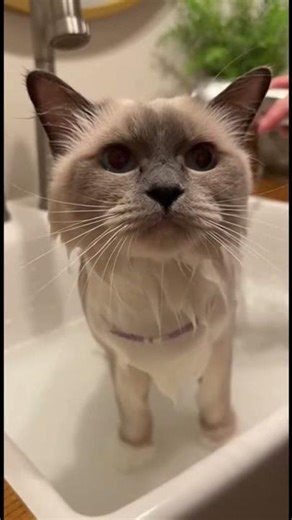 Cat Blow Dries Itself After Bath! So Obedient & Cute 🐱💨 #FunnyCat #CatBath
