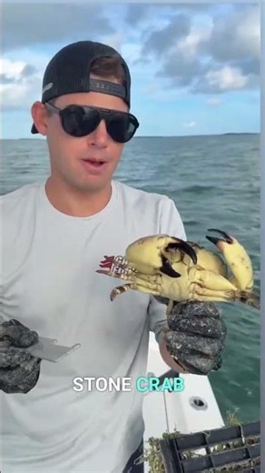 Florida Stone Crab Claws: Why Are the Claws Legal but the Body Illegal?