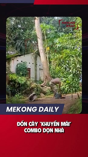 5.2K views · 28 reactions | ĐỐN CÂY “KHUYẾN MÃI” COMBO DỌN NHÀ #mekongdaily #mkd | Mekong Daily | Facebook