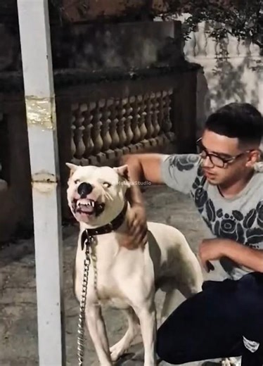 Why the Dogo Argentino Is One of the Strongest Dogs