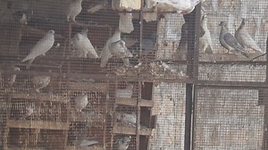 Beautiful pigeon video #pigeon #birds | Indian Animals And Birds