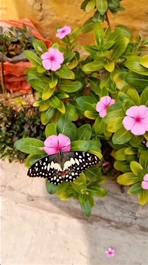 “The most beautiful butterfly moment 🦋🌸 | Nature Short”#shortvideo #naturelovers #nature #viral