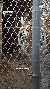 BREAKING: Seven tigers were found in a Pahrump home. Suspect Karl Mitchell is in custody for resisting an officer, according to the Nye County sheriff. Documents show he owned nonprofit "Big Cat Encounters" and the license was permanently revoked. Story: https://www.fox5vegas.com/2025/04/02/nye-county-deputies-seize-7-tigers-home-pahrump/ | FOX5 Las Vegas